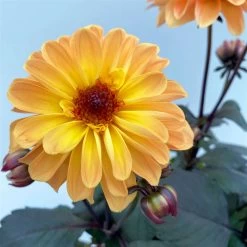 Dahlie 'Hypnotica' Farben Zufällig, Dunkellaubig, Topf-Ø 19 Cm, 2er-Set -Fashion Garden Store 0610140125 Dahlia Hybriden Hypnotica in Farben dunkellaubig 2er Set 6 110164