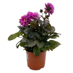 Dahlie 'Hypnotica' Farben Zufällig, Dunkellaubig, Topf-Ø 19 Cm, 2er-Set -Fashion Garden Store 0610140125 Dahlia Hybriden Hypnotica in Farben dunkellaubig 2er Set 9 110331