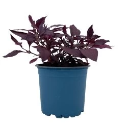 Papageienstrauch 'Little Romance', 6er-Set, Dunkelviolett-rot, Topf 12 Cm Ø -Fashion Garden Store 0610180265 Alternanthera T12 Little Romance 6er Set 11 95710