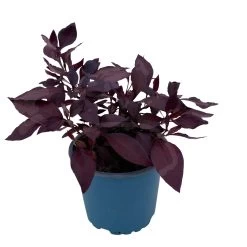 Papageienstrauch 'Little Romance', 6er-Set, Dunkelviolett-rot, Topf 12 Cm Ø -Fashion Garden Store 0610180265 Alternanthera T12 Little Romance 6er Set 12 95711