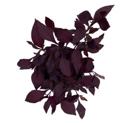 Papageienstrauch 'Little Romance', 6er-Set, Dunkelviolett-rot, Topf 12 Cm Ø -Fashion Garden Store 0610180265 Alternanthera T12 Little Romance 6er Set 13 95712