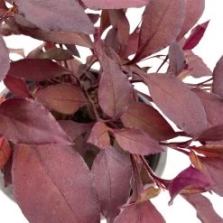 Papageienstrauch 'Little Romance', 6er-Set, Dunkelviolett-rot, Topf 12 Cm Ø -Fashion Garden Store 0610180265 Alternanthera T12 Little Romance 6er Set 14 95713