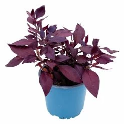 Papageienstrauch 'Little Romance', 6er-Set, Dunkelviolett-rot, Topf 12 Cm Ø -Fashion Garden Store 0610180265 Alternanthera T12 Little Romance 6er Set 2 95052