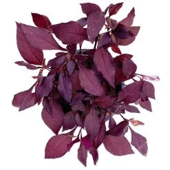 Papageienstrauch 'Little Romance', 6er-Set, Dunkelviolett-rot, Topf 12 Cm Ø -Fashion Garden Store 0610180265 Alternanthera T12 Little Romance 6er Set 3 95051