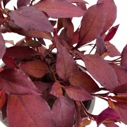 Papageienstrauch 'Little Romance', 6er-Set, Dunkelviolett-rot, Topf 12 Cm Ø -Fashion Garden Store 0610180265 Alternanthera T12 Little Romance 6er Set 4 95053