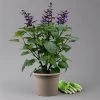 Pfirsichsalbei Purpurlila, Topf-Ø 21 Cm, Höhe Ca. 40 Cm -Fashion Garden Store 0610370085 Salvia T21 purple H 40 cm 1 125916