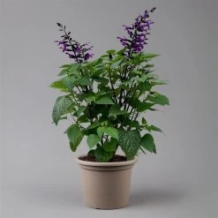 Pfirsichsalbei Purpurlila, Topf-Ø 21 Cm, Höhe Ca. 40 Cm 10 Pfirsichsalbei Purpurlila, Topf-Ø 21 Cm, Höhe Ca. 40 Cm -Fashion Garden Store 0610370085 Salvia T21 purple H 40 cm 2 125917