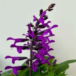 Pfirsichsalbei Purpurlila, Topf-Ø 21 Cm, Höhe Ca. 40 Cm 11 Pfirsichsalbei Purpurlila, Topf-Ø 21 Cm, Höhe Ca. 40 Cm -Fashion Garden Store 0610370085 Salvia T21 purple 5 n 125841