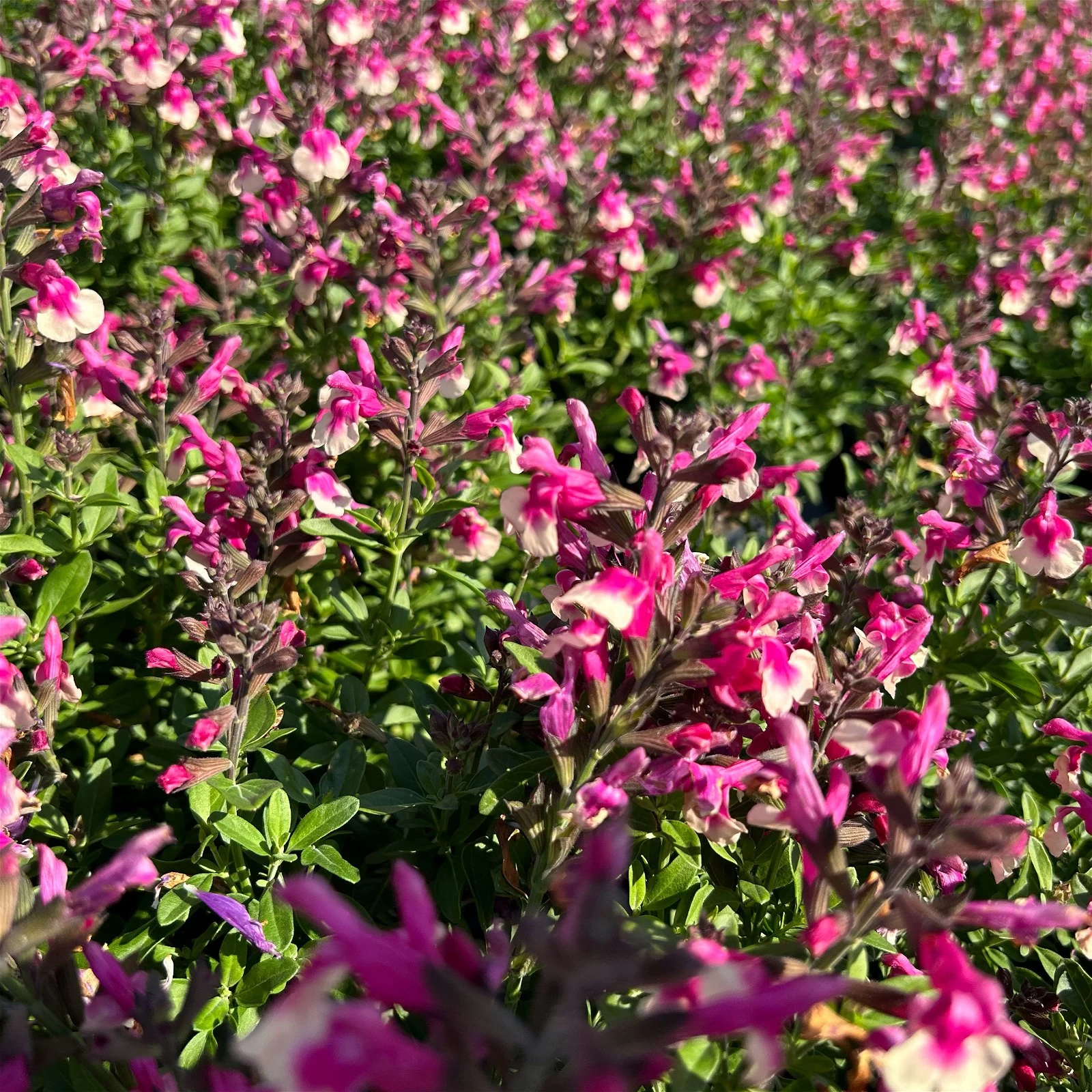 Pfirsichsalbei Zweifarbig, Topf-Ø 13 Cm, Höhe Ca. 25 Cm, 6er-Set 4 Pfirsichsalbei Zweifarbig, Topf-Ø 13 Cm, Höhe Ca. 25 Cm, 6er-Set – Bild 2