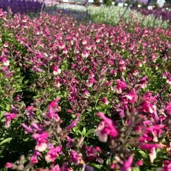 Pfirsichsalbei Zweifarbig, Topf-Ø 13 Cm, Höhe Ca. 25 Cm, 6er-Set 9 Pfirsichsalbei Zweifarbig, Topf-Ø 13 Cm, Höhe Ca. 25 Cm, 6er-Set -Fashion Garden Store 0610370095 Salvia greggii T13 zweifarbig H25 6er Set 3 125733