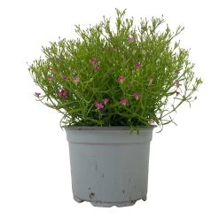 Schleierkraut Rosa, Topf-Ø 12/13 Cm -Fashion Garden Store 0610710079 Gypsophila muralis rosa 6er Set 1 112732