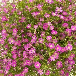 Schleierkraut Rosa, Topf-Ø 12/13 Cm -Fashion Garden Store 0610710079 Gypsophila muralis rosa 6er Set 5 112662