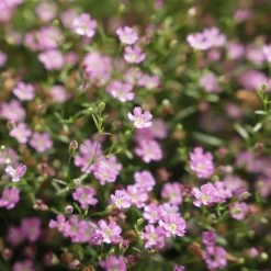 Schleierkraut Rosa, Topf-Ø 12/13 Cm -Fashion Garden Store 0610710079 Gypsophila muralis rosa 6er Set 111875