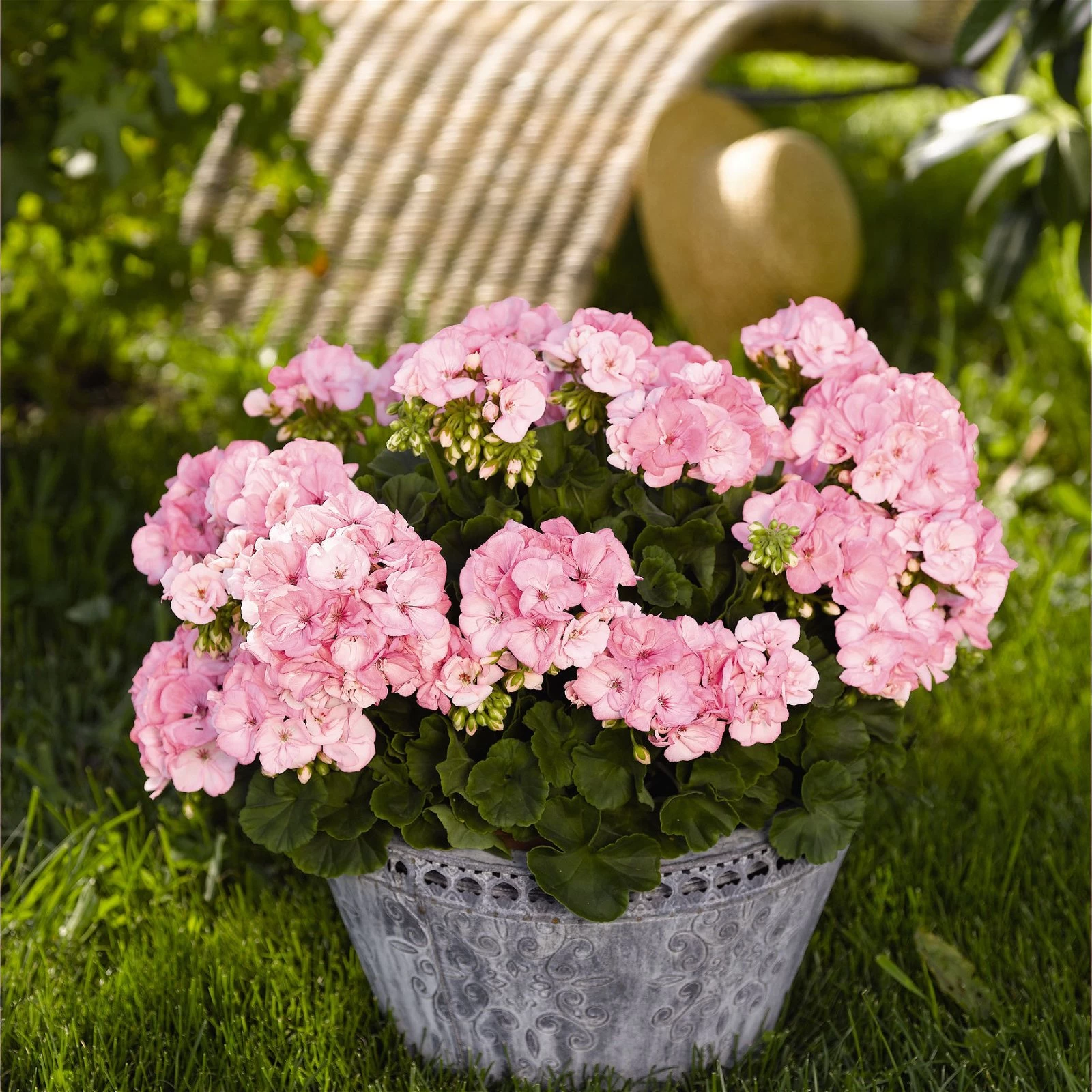 Geranie 'Green Idols Apple Blossom' Hellrosa, Stehend, Topf-Ø 13 Cm, 6er-Set 3 Geranie 'Green Idols Apple Blossom' Hellrosa, Stehend, Topf-Ø 13 Cm, 6er-Set