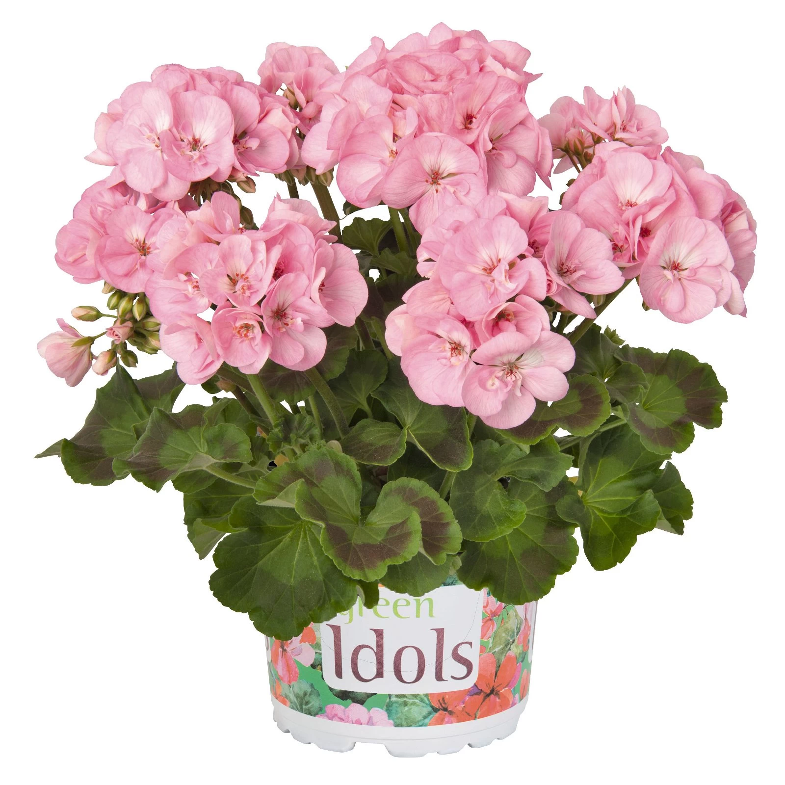 Geranie 'Green Idols Apple Blossom' Hellrosa, Stehend, Topf-Ø 13 Cm, 6er-Set 4 Geranie 'Green Idols Apple Blossom' Hellrosa, Stehend, Topf-Ø 13 Cm, 6er-Set – Bild 2