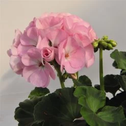 Geranie 'Green Idols Apple Blossom' Hellrosa, Stehend, Topf-Ø 13 Cm, 6er-Set 13 Geranie 'Green Idols Apple Blossom' Hellrosa, Stehend, Topf-Ø 13 Cm, 6er-Set -Fashion Garden Store 0612140036 KB Pelargonium zonale GreenIdols Appleblossom 77763