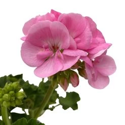 Geranie 'Green Idols Apple Blossom' Hellrosa, Stehend, Topf-Ø 13 Cm, 6er-Set 14 Geranie 'Green Idols Apple Blossom' Hellrosa, Stehend, Topf-Ø 13 Cm, 6er-Set -Fashion Garden Store 0612140036 KB Pelargonium zonale T13 GreenIdols Appleblossom 6er Set WS 5 93548