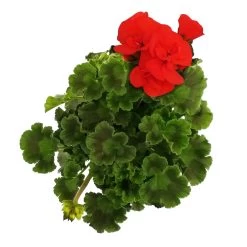 Geranie 'Dolce Vita Erik Orange/Sylvia Orange' Orangerot, Topf-Ø 13cm, 6er-Set -Fashion Garden Store 0612140040 KB Pelargonium zonale T13 Castello Erik Orange Set 3er Set 7 78649