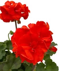 Geranie 'Dolce Vita Erik Orange/Sylvia Orange' Orangerot, Topf-Ø 13cm, 6er-Set -Fashion Garden Store 0612140040 KB Pelargonium zonale T13 Castello Erik Sylvia orange 6er Set WS 3 93552