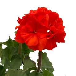 Geranie 'Dolce Vita Erik Orange/Sylvia Orange' Orangerot, Topf-Ø 13cm, 6er-Set -Fashion Garden Store 0612140040 KB Pelargonium zonale T13 Castello Erik Sylvia orange 6er Set WS 4 93553