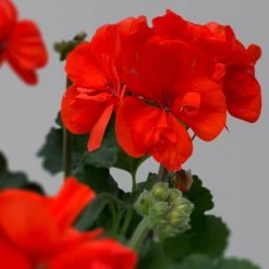 Geranie 'Dolce Vita Erik Orange/Sylvia Orange' Orangerot, Topf-Ø 13cm, 6er-Set -Fashion Garden Store 0612140123 Pelargonium zonale T13 Dolce Vita Sylvia orange 6er Set 3 122828