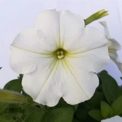 Petunie Weiß, Hängend, Topf-Ø 13 Cm, 6er-Set -Fashion Garden Store 0613120039 Haenge Petunie T12 weiss 3er Set 2 78714