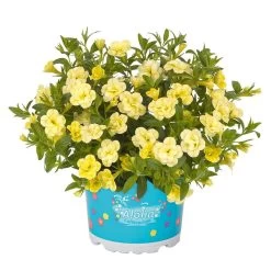 Zauberglöckchen 'MiniFamous® Neo Double Lemon' Gelb Gefüllt, Topf-Ø 13cm,6er-Set -Fashion Garden Store 0613160013 KB Calibrachoa T13 Double Citric zitronengelb 50748