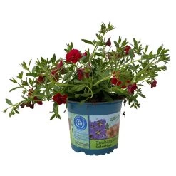 Zauberglöckchen 'Uno Double Dark Red' Rot, Gefüllt, Topf-Ø 13 Cm, 6er-Set