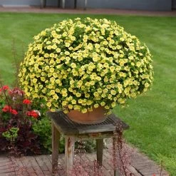 Zauberglöckchen 'MiniFamous® Neo Double Lemon' Gelb Gefüllt, Topf-Ø 13cm,6er-Set -Fashion Garden Store 0613160035 KB Calibrachoa T13 gelb Double Citric Set 3Stueck2 75108