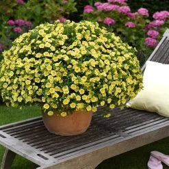 Zauberglöckchen 'MiniFamous® Neo Double Lemon' Gelb Gefüllt, Topf-Ø 13cm,6er-Set -Fashion Garden Store 0613160035 KB Calibrachoa T13 gelb Double Citric Set 3Stueck 75109