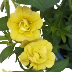 Zauberglöckchen 'MiniFamous® Neo Double Lemon' Gelb Gefüllt, Topf-Ø 13cm,6er-Set -Fashion Garden Store 0613160035 KB Calibrachoa T13 gelb Double Lemon 6er Set 11 93293