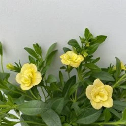 Zauberglöckchen 'MiniFamous® Neo Double Lemon' Gelb Gefüllt, Topf-Ø 13cm,6er-Set -Fashion Garden Store 0613160145 Calibrachoa T13 Neo Double Lemon 6er Set 6 122443