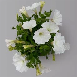 Petunie Weiß, Hängend, Topf-Ø 13 Cm, 6er-Set -Fashion Garden Store 0613170179 KB Petunia T13 weiss uni 6er Set 1 125140