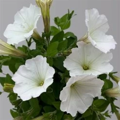 Petunie Weiß, Hängend, Topf-Ø 13 Cm, 6er-Set -Fashion Garden Store 0613170179 KB Petunia T13 weiss uni 6er Set 2 125141