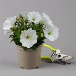 Petunie Weiß, Hängend, Topf-Ø 13 Cm, 6er-Set -Fashion Garden Store 0613170179 KB Petunia T13 weiss uni 6er Set 3 125139