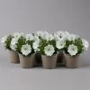 Petunie Weiß, Hängend, Topf-Ø 13 Cm, 6er-Set -Fashion Garden Store 0613170179 KB Petunia T13 weiss uni 6er Set 4 125138