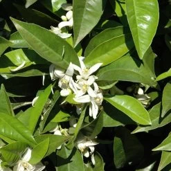 Orangenbaum, Stamm, Topf-Ø Ca. 24 Cm, Höhe Ca. 140 Cm 15 Orangenbaum, Stamm, Topf-Ø Ca. 24 Cm, Höhe Ca. 140 Cm -Fashion Garden Store 0630100030 KB Citrus sinensis Stamm T33 1 88065