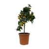 Kumquat, Stamm, Topf-Ø 22 Cm -Fashion Garden Store 0630100261 KB Citrus fort marg Stamm T22 3 104313