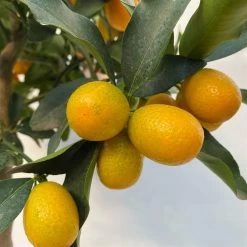 Kumquat, Stamm, Topf-Ø 22 Cm 25 Kumquat, Stamm, Topf-Ø 22 Cm -Fashion Garden Store 0630100261 KB Citrus fort marg Stamm T22 7 104208