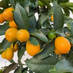 Kumquat, Stamm, Topf-Ø 22 Cm 24 Kumquat, Stamm, Topf-Ø 22 Cm -Fashion Garden Store 0630100261 KB Citrus fort marg Stamm T22 8 104207
