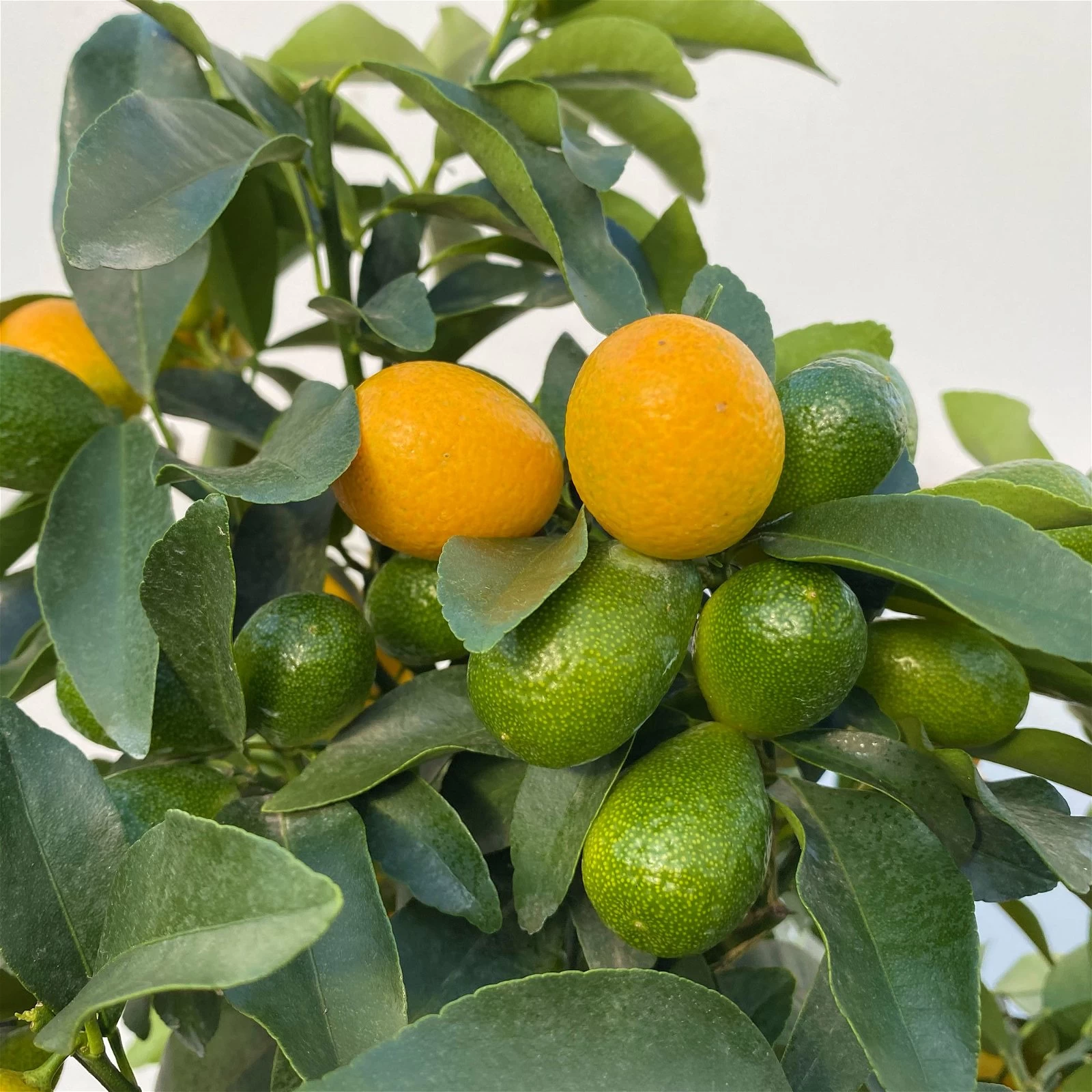 Kumquat, Stamm, Topf-Ø 22 Cm 11 Kumquat, Stamm, Topf-Ø 22 Cm – Bild 9