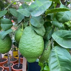Zitronatzitrone 'Maxima', Stamm, Topf-Ø 33 Cm, Höhe 150 Cm -Fashion Garden Store 0630100472 KB Citrus medica Maxima Stamm T33 2 104211