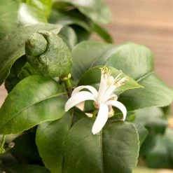 Zitronenbaum, Stamm, Topf-Ø 20 Cm, Höhe 70-80 Cm -Fashion Garden Store 0630100481 Citrus limon Bluete GS624989 Citrus limon 77068