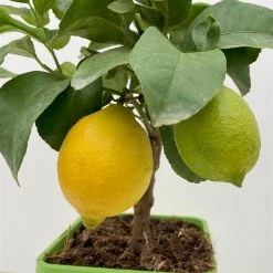 Meyers Zitrone, Mini-Stamm,Topf-Ø 15 Cm, Höhe Ca. 40 Cm -Fashion Garden Store 0630100557 0630100607 0630100666 Citrus Limon T15 4 106662