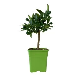 Kumquat, Mini-Stamm, Topf-Ø 15 Cm 16 Kumquat, Mini-Stamm, Topf-Ø 15 Cm -Fashion Garden Store 0630100623 KB Citrus fort marg Stamm T15 7 104318