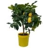 Zitronenbaum, Stamm, Topf-Ø 20 Cm, Höhe 70-80 Cm -Fashion Garden Store 0630100699 KB Citrus limon Stamm T20 1 104184