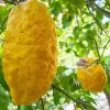 Zitronatzitrone 'Maxima', Stamm, Topf-Ø 33 Cm, Höhe 150 Cm 2 Zitronatzitrone 'Maxima', Stamm, Topf-Ø 33 Cm, Höhe 150 Cm -Fashion Garden Store 0630100701 KB Citrus medica Maxima Stamm 2 104813
