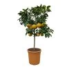 Grapefruitbaum, Stamm, Topf-Ø Ca. 33 Cm, Höhe Ca. 150 Cm -Fashion Garden Store 0630100702 KB Citrus Paradisi Stamm T33 10 104320
