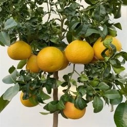 Grapefruitbaum, Stamm, Topf-Ø Ca. 33 Cm, Höhe Ca. 150 Cm 14 Grapefruitbaum, Stamm, Topf-Ø Ca. 33 Cm, Höhe Ca. 150 Cm -Fashion Garden Store 0630100702 KB Citrus Paradisi Stamm T33 15 104217