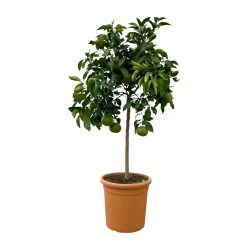 Grapefruitbaum, Stamm, Topf-Ø Ca. 33 Cm, Höhe Ca. 150 Cm 13 Grapefruitbaum, Stamm, Topf-Ø Ca. 33 Cm, Höhe Ca. 150 Cm -Fashion Garden Store 0630100702 KB Citrus Paradisi Stamm T33 2 104321